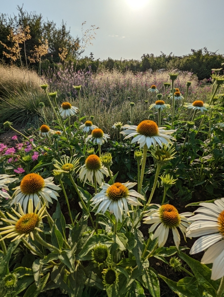 Glenholme Herbs